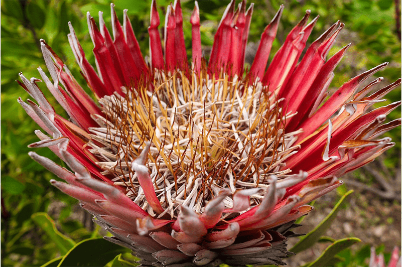 Kirstenbosch Botanical Garden Cape Town