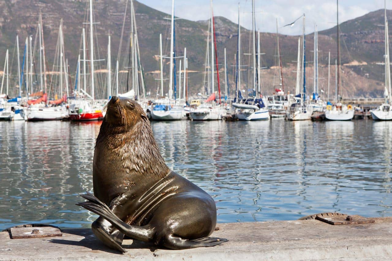 Haut Bay Seal Cape Town Tour 