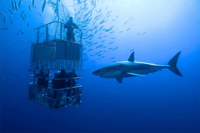 Shark Cape Diving Cape Town